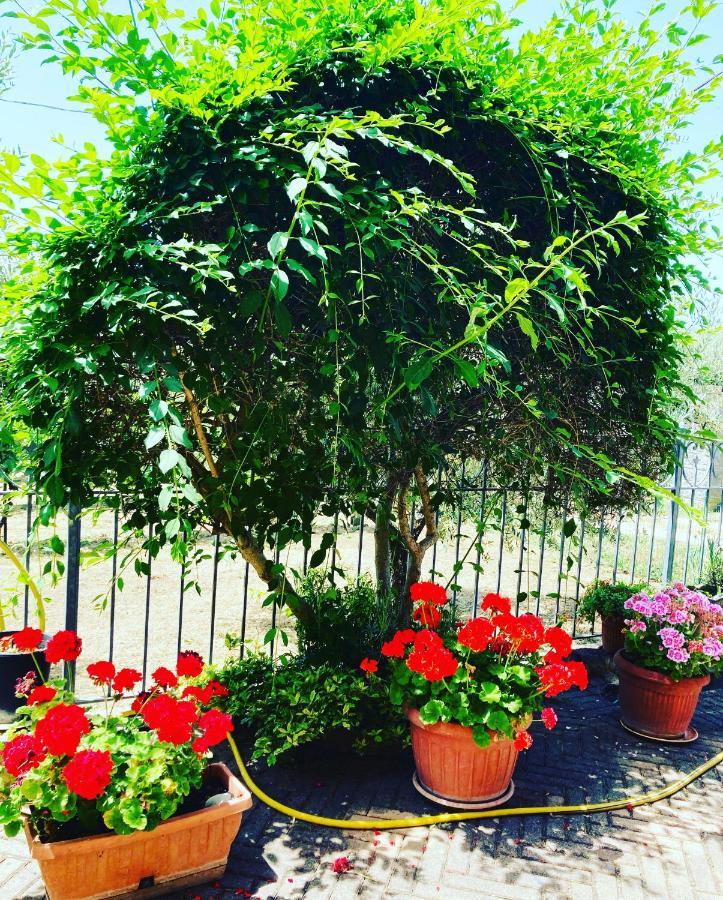 Le Coccole Del Trasimeno Guest House ตัวโร ซุล ตราซิเมโน ภายนอก รูปภาพ