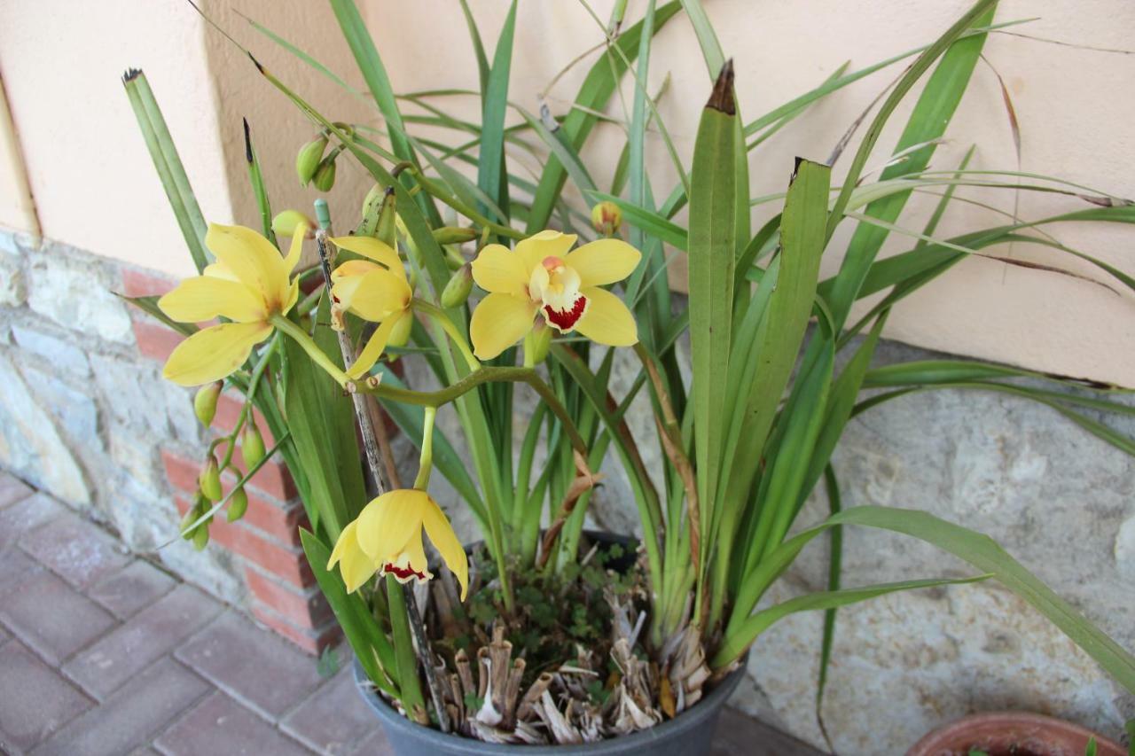 Le Coccole Del Trasimeno Guest House ตัวโร ซุล ตราซิเมโน ภายนอก รูปภาพ